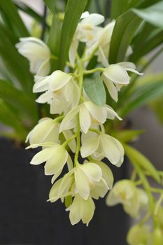 Sarah Jean Ice Cascade - Latin name - Cymbidium Sarah Jean Ice Cascade