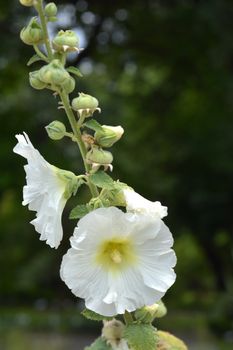 Common hollyhock - Latin name - Alcea rosea