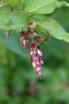 Himalayan honeysuckle - Latin name - Leycesteria formosa