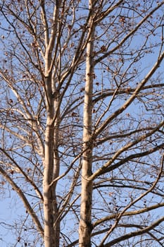 London plane - Latin name - Platanus x hispanica (Platanus x acerifolia)