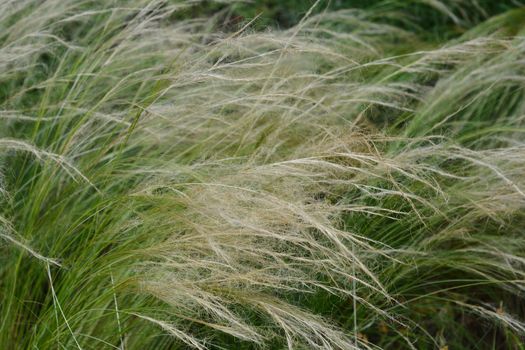 Pony tails grass - Latin name - Nassella tenuissima Pony Tails