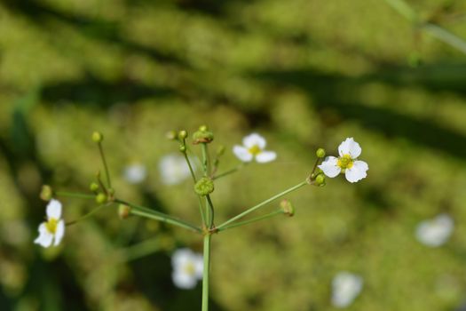 Common water plantain - Latin name - Alisma plantago-aquatica