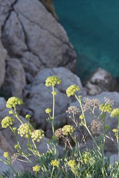 Sea fennel - Latin name - Crithmum maritimum