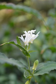 Hairy toad lily flower - Latin name - Tricyrtis hirta