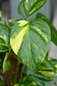 Devils ivy - Latin name - Epipremnum pinnatum Aureum (Epipremnum aureum)