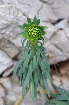 Mediterranean spurge - Latin name - Euphorbia characias