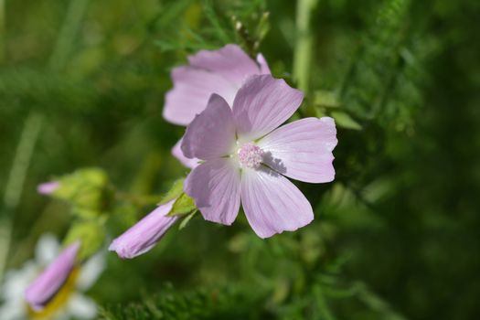 Musk mallow - Latin name - Malva moschata