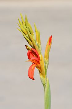 Indian shot - Latin name - Canna indica