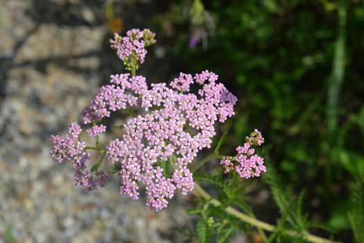 Pink Yarrow - Latin name - Achillea millefolium