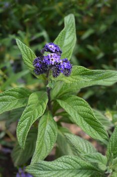 Heliotrope Marine buds - Latin name - Heliotropium arborescens Marine