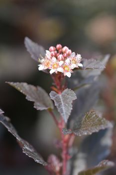 Little Joker Ninebark - Latin name - Physocarpus opulifolius Little Joker