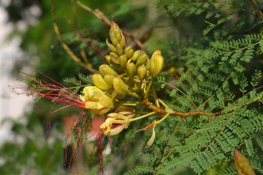 Bird of paradise yellow flowe - Latin name - Caesalpinia gilliesi (Erythrostemon gilliesii)