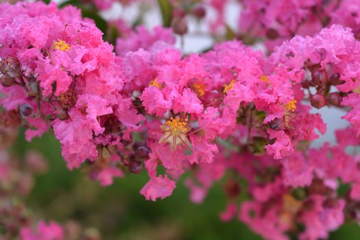 Pink Crepe myrtle - Latin name - Lagerstroemia indica