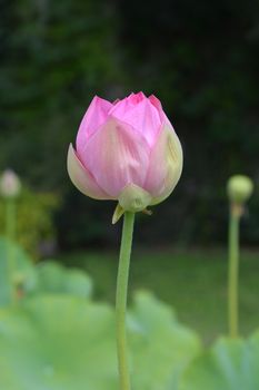 Sacred lotus flower bud - Latin name - Nelumbo nucifera