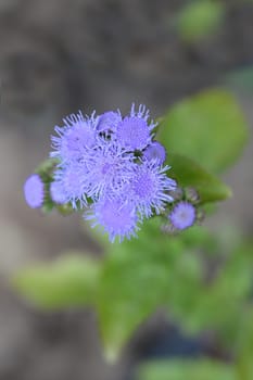 Floss Flower - Latin name - Ageratum houstonianum