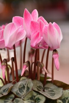 Persian cyclamen - Latin name - Cyclamen persicum