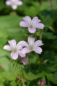 French cranesbill Rose Clair - Latin name - Geranium endressii Rose Clair