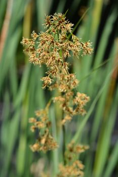 Swamp sawgrass - Latin name - Cladium mariscus