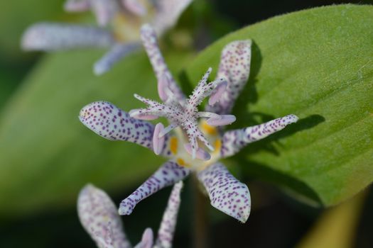 Hairy toad lily flower - Latin name - Tricyrtis hirta