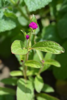 Globe amaranth Violacea - Latin name - Gomphrena globosa Violacea