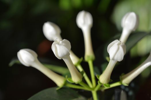 Madagascar jasmine - Latin name - Stephanotis floribunda