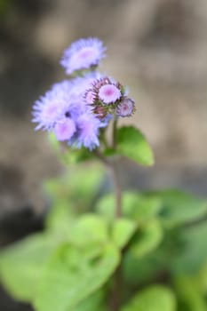 Floss Flower - Latin name - Ageratum houstonianum