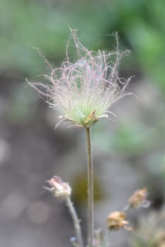 Prairie smoke - Latin name - Geum triflorum