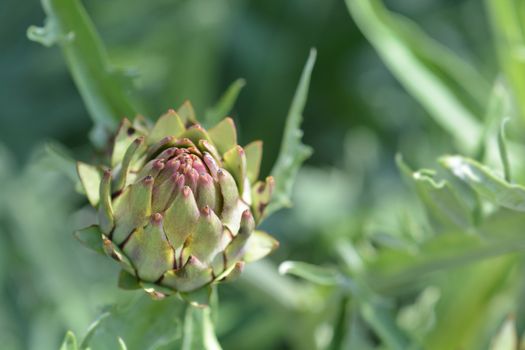 Artichoke thistle - Latin name - Cynara cardunculus