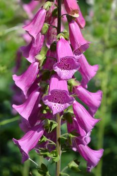 Foxglove Excelsior Hybrids - Latin name - Digitalis purpurea Excelsior Hybrids