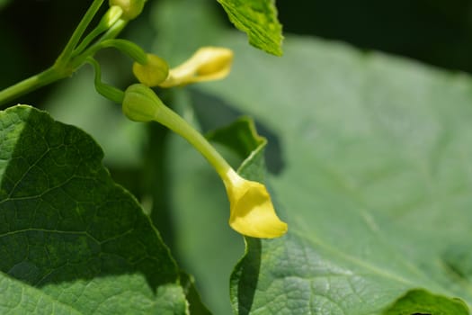 Common birthwort - Latin name - Aristolochia clematitis