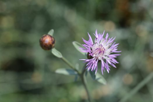 Croatian endemic cornflower - Latin name - Centaurea friderici subsp. jabukensis