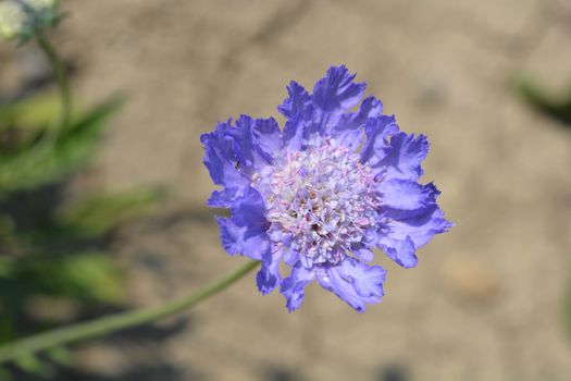 Caucasian pincushion flower - Latin name - Scabiosa caucasica