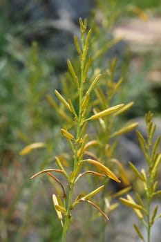 Jacobs Rod - Latin name - Asphodeline liburnica