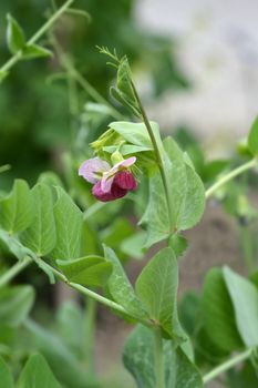 Garden pea Quadratum - Latin name - Pisum sativum Quadratum