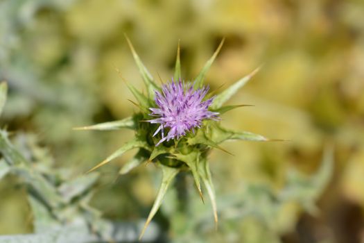 Milk thistle - Latin name - Silybum marianum