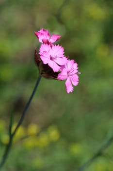 ?arthusian pink - Latin name - Dianthus carthusianorum