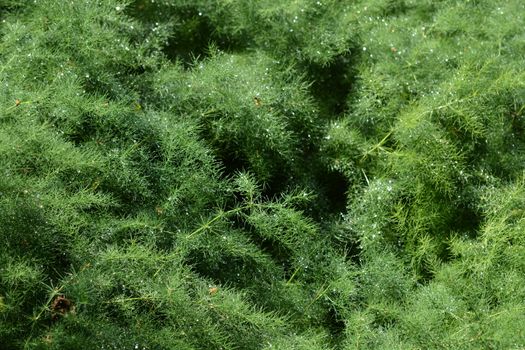 Narrow-leaved asparagus - Latin name - Asparagus tenuifolius