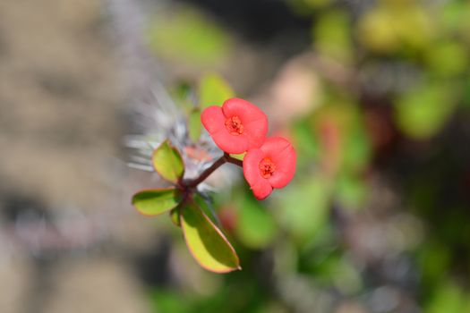 Christs thorn - Latin name - Euphorbia milii var. milii