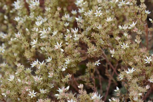 Spanish stonecrop - Latin name - Sedum hispanicum