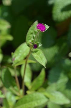 Globe amaranth Violacea - Latin name - Gomphrena globosa Violacea