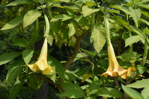 Angels trumpet - Latin name - Brugmansia suaveolens