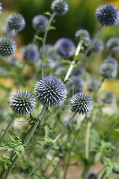 Southern globethistle - Latin name - Echinops ritro