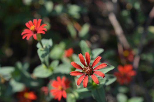 Peruvian zinnia - Latin name - Zinnia peruviana