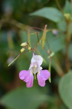 Balfours touch-me-not - Latin name - Impatiens balfourii