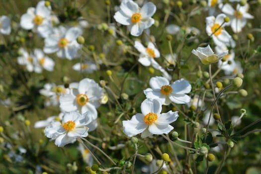 Japanese anemone Honorine Jobert - Latin name - Anemone * hybrida Honorine Jobert