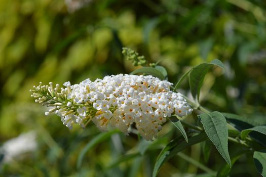 Summer lilac - Latin name - Buddleja davidii 