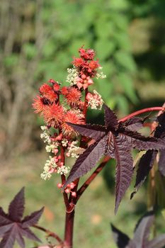 Castor oil plant - Latin name - Ricinus communis