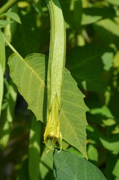 Angels trumpet - Latin name - Brugmansia suaveolens