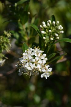 Cloven gum box white flower buds - Latin name - Escallonia bifida