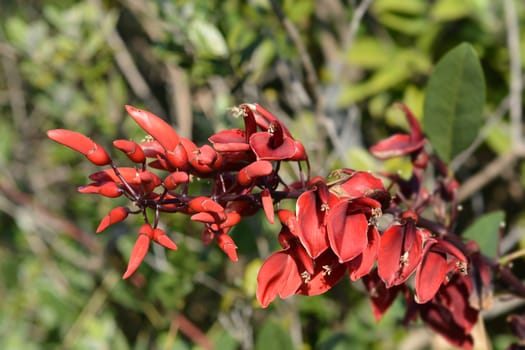 Cockspur coral tree - Latin name - Erythrina crista-galli